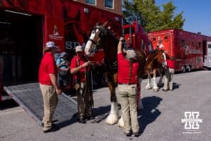 Budweiser employees get a clydesdale ready for the parade around East Stadium before Nebraska takes on Michigan State during a college football game on Saturday, October 4, 2025, in Lincoln, Nebraska. Photo by John S. Peterson.
